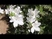 Rododendronok a Jeli Arborétumban