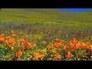 355800_35281_n_1