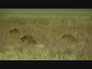 367634_59152_n_1