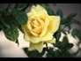360518_70870_n_1