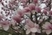 Románcok-Virágos-kert-az-én-szívem