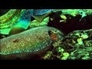 417360_25333_n_1
