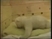 Knut, a jegesmedve