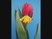 tulipánok neked