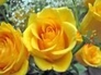 435223_97916_n_1