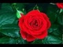 436872_62559_n_1