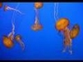 438916_59102_n_1