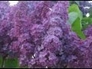 441522_99571_n_1