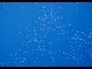 444620_29721_n_1