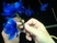 gyönyörű kék virág