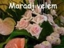 451563_91239_n_1