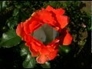 454359_50521_n_1