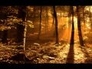 455153_30892_n_1