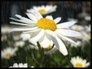 455497_61163_n_1