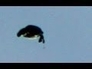464371_81165_n_1