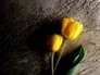 464814_26946_n_1