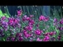 465567_37423_n_1