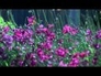 465708_65908_n_1