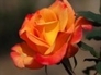474321_70690_n_1