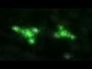 479982_78516_n_1