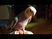 Nimfa papagáj beszél és énekel