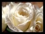484209_41292_n_1
