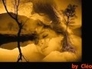484809_96595_n_1