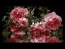 485085_83111_n_1