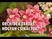 Orchidea: egzotikus virág otthon  - Phalaenopsis és Cambria tartás