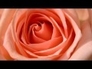 486592_35007_n_1