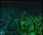 486889_25229_n_1