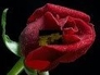 489539_60553_n_1