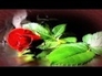 491507_82423_n_1