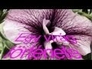 516003_90751_n_1