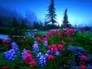 518443_11228_n_1
