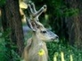 523724_20847_n_1