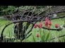 525252_62885_n_1