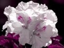 525691_25288_n_1