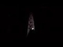 529485_53328_n_1