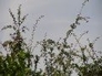 532712_81134_n_1