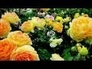 545660_18197_n_1