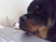 Kutya laptop