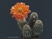Virágzó kaktuszok
