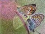 551030_69138_n_1