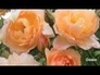 551040_96821_n_1