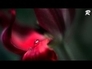 551355_42403_n_1