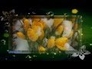 552187_15935_n_1
