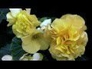 557288_14050_n_1