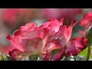 557630_65419_n_1