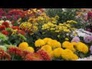 558026_80333_n_1